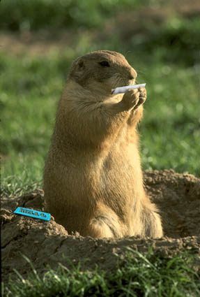 marijuana%20hampster%20rollin%20weed.jpg